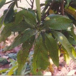 Mango Disease Photos