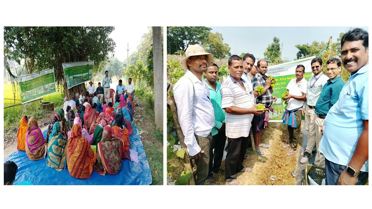 ICAR-IIHR-CHES Organises Field Demonstration on Sustainable Pest Management in Spine Gourd cv. Arka Neelachal Shanti