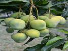 ICAR-IIHR developed new mango hybrid, Arka Suprabhath (H-14)